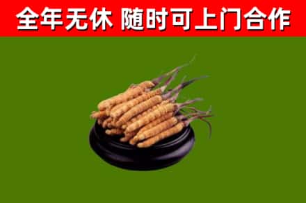 南岳烟酒回收冬虫夏草.jpg